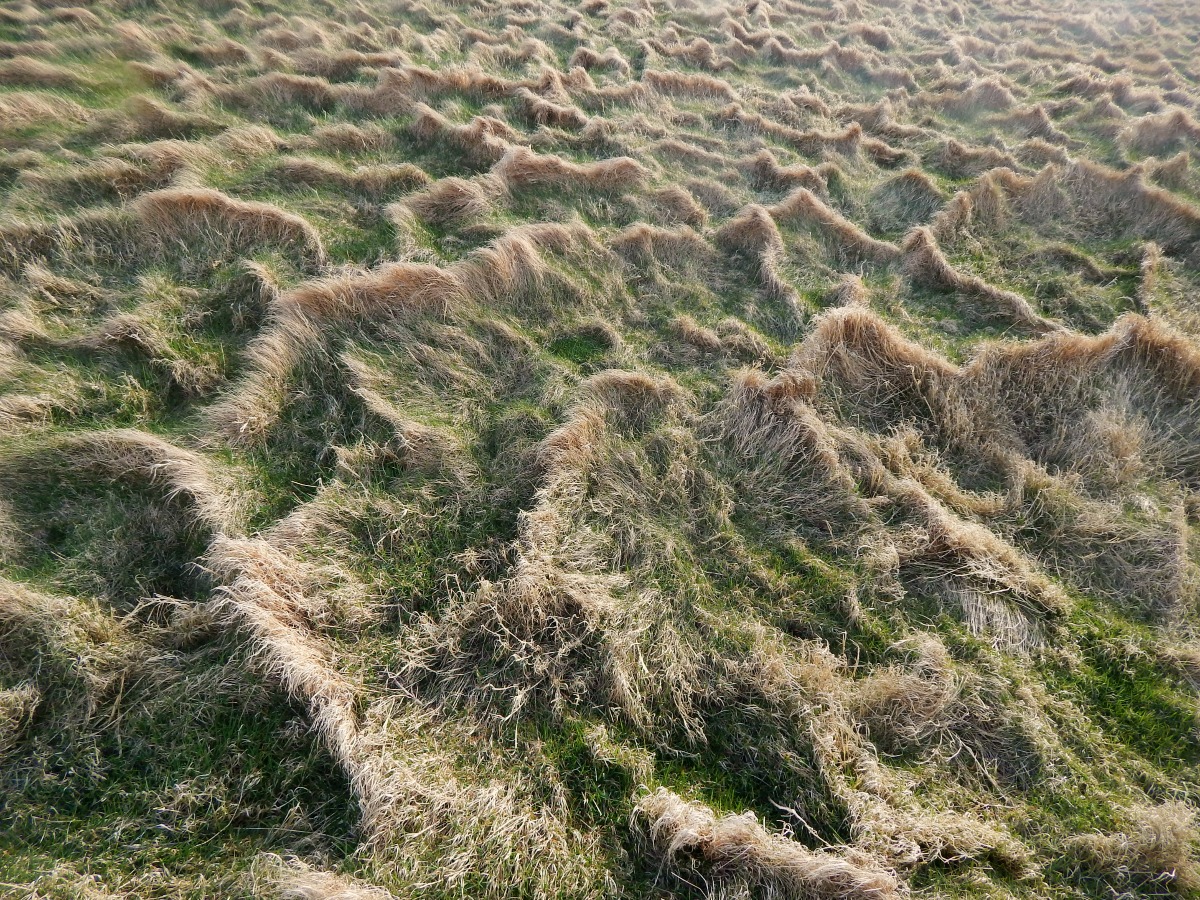 grasslines.1